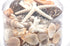 black tan white cream coral and shell pack